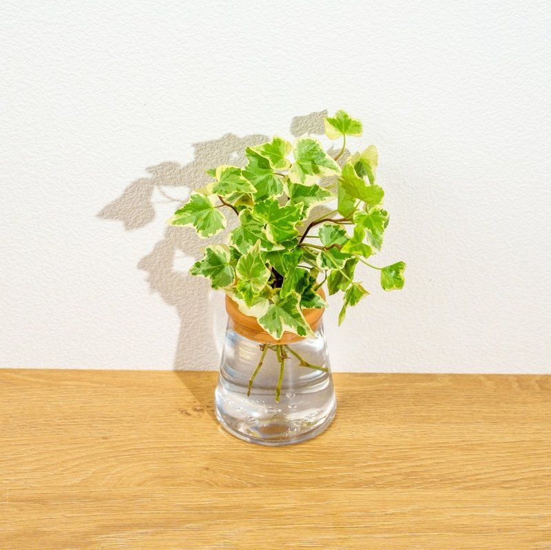 常春藤 三角水耕盆栽 室内植物 观叶植物 礼物 水培 - 植栽/盆栽 - 植物．花 透明