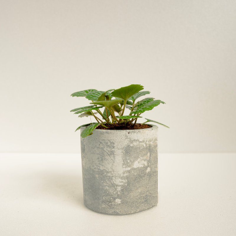 虎耳草│泥作系列│福所栽 - 植栽/盆栽 - 水泥 绿色