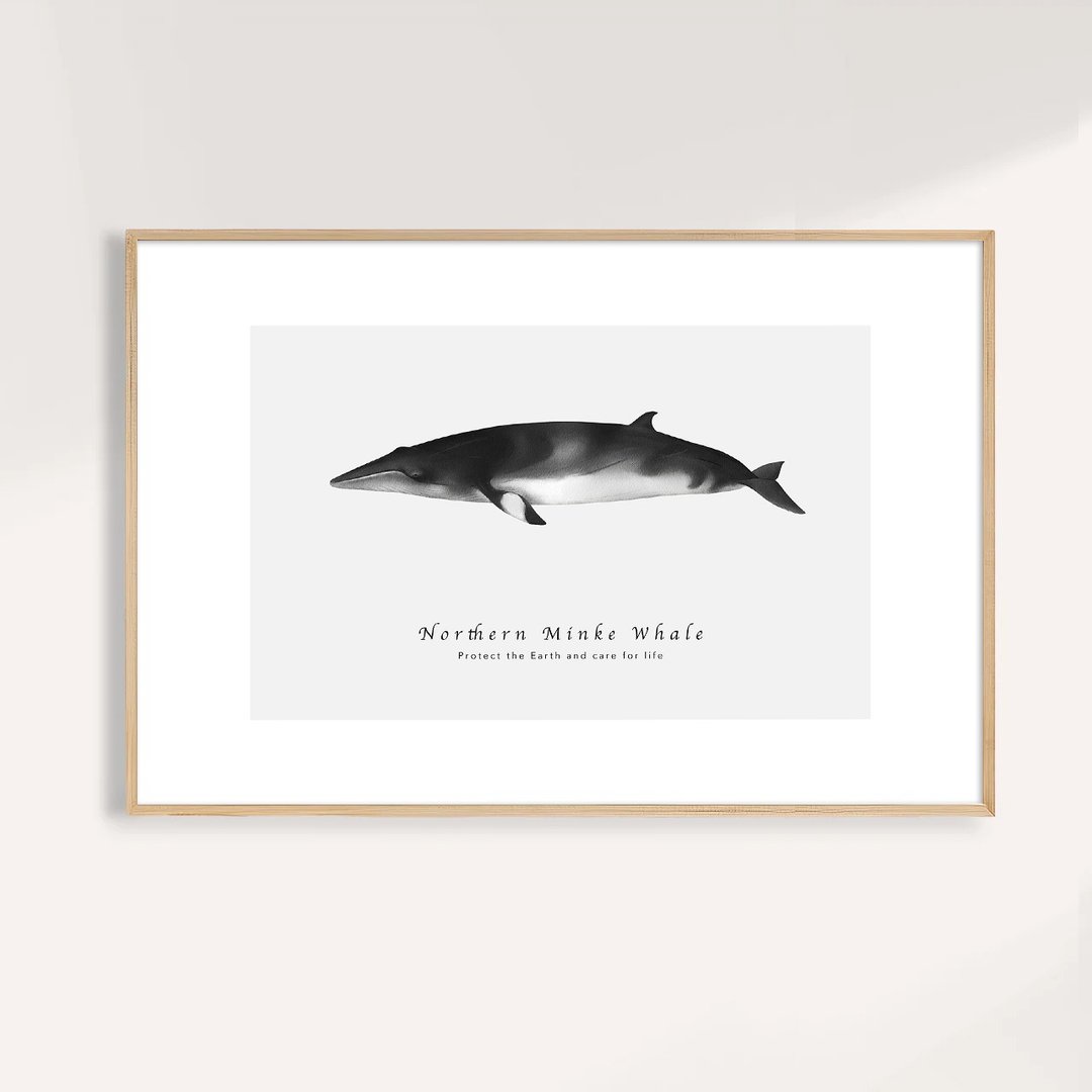 小须鲸 Northern Minke Whale / 海洋动物插画挂画/艺术无框输出 - 海报/装饰画/版画 - 纸 