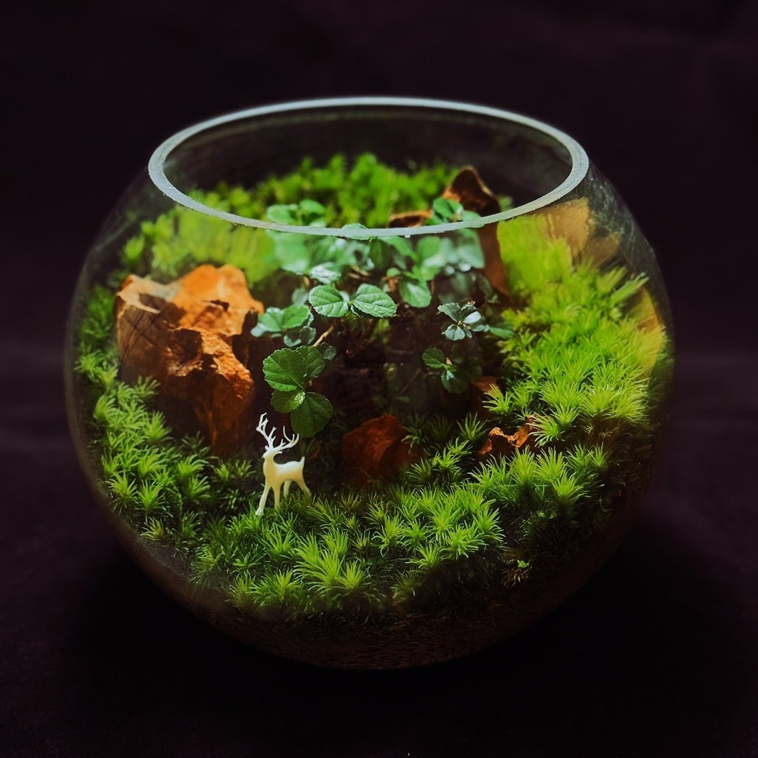 【一物一拍】福鹿森林∣7寸苔藓生态缸 办公室盆栽 生日送礼首选 - 植栽/盆栽 - 植物．花 绿色