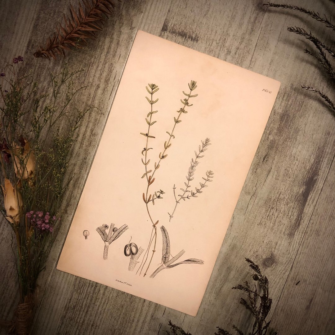 英国出版English Botany百年植物版画 - 其他 - 纸 绿色