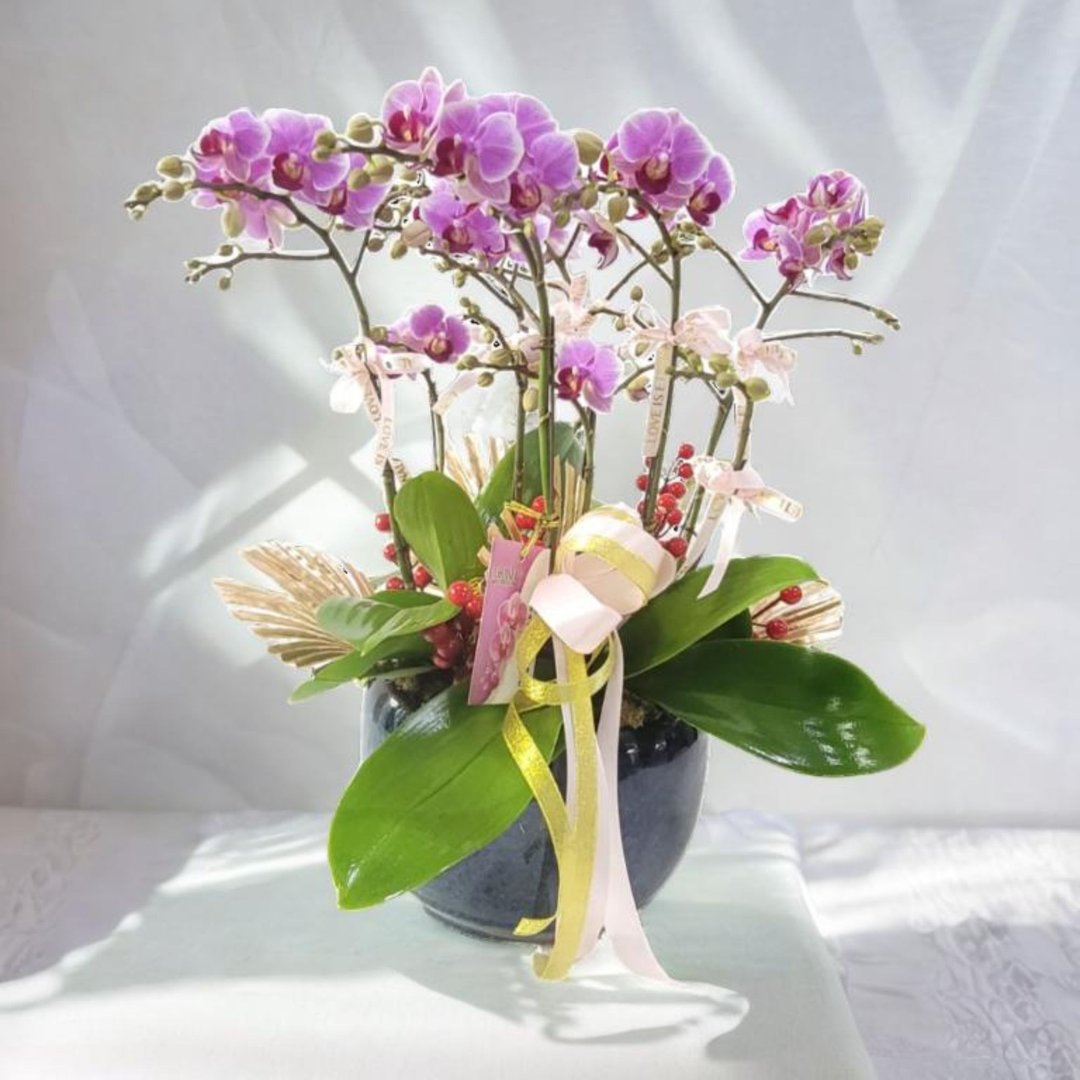 格兰花店 - 小花宝贝蝴蝶兰8棵配喜庆挂饰 (GF00308) - 植栽/盆栽 - 植物．花 