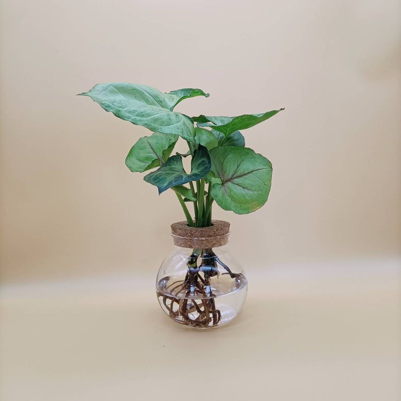 水培植物  合果芋 水蜜桃合果芋 懒人植栽 玻璃圆瓶 室内植栽 - 植栽/盆栽 - 玻璃 透明