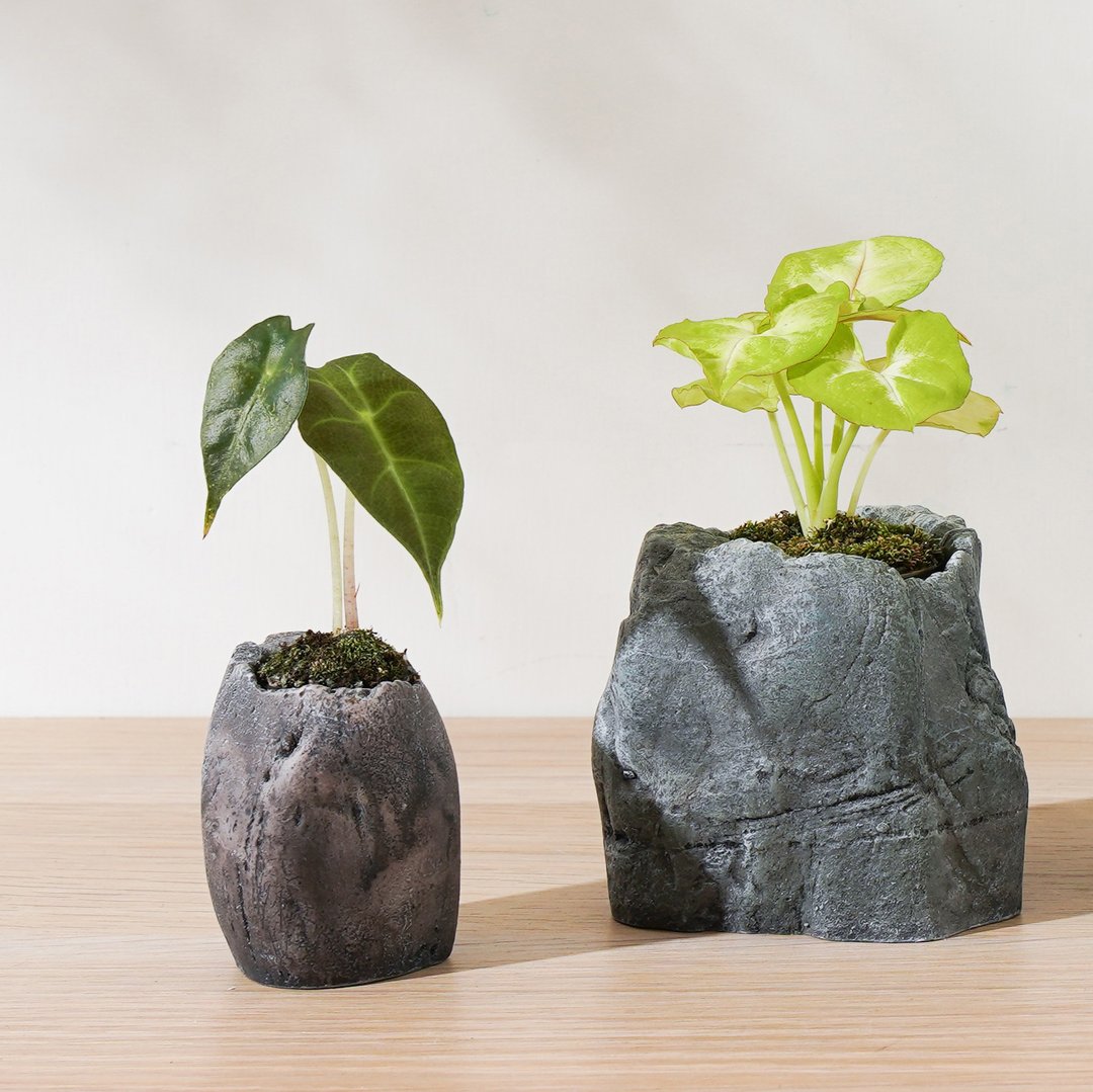 【观叶植物】黑叶观音莲 金芋合果芋 室内 仿石盆器 | 莳光 - 植栽/盆栽 - 植物．花 