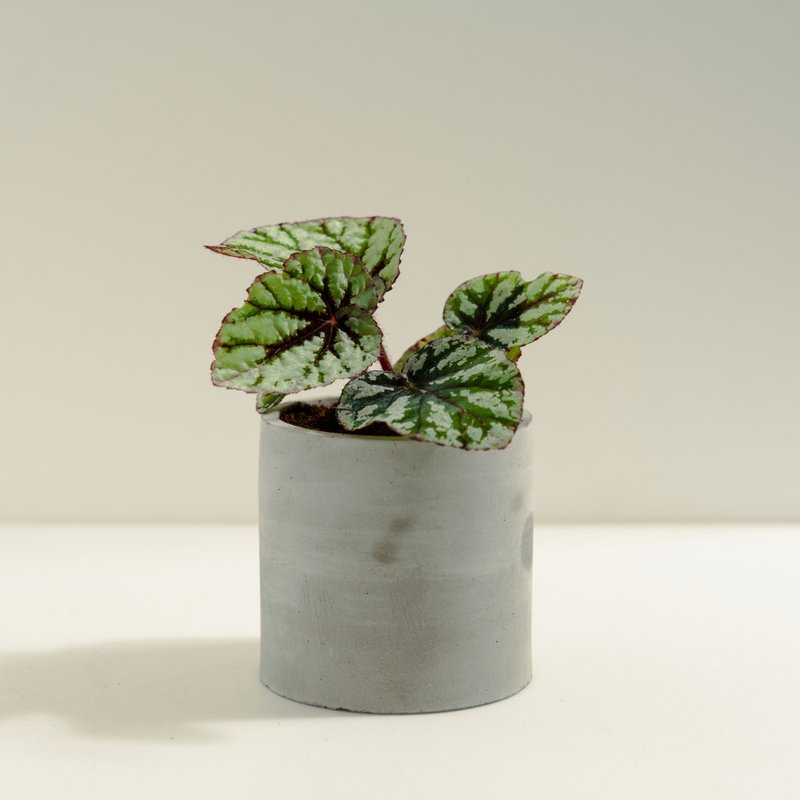 仙子秋海棠│泥作系列│福所栽 - 植栽/盆栽 - 水泥 绿色