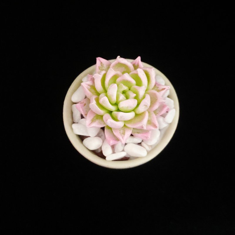 黏土多肉植物 — 月影石莲花Echeveria elegans ' alba - 植栽/盆栽 - 粘土 