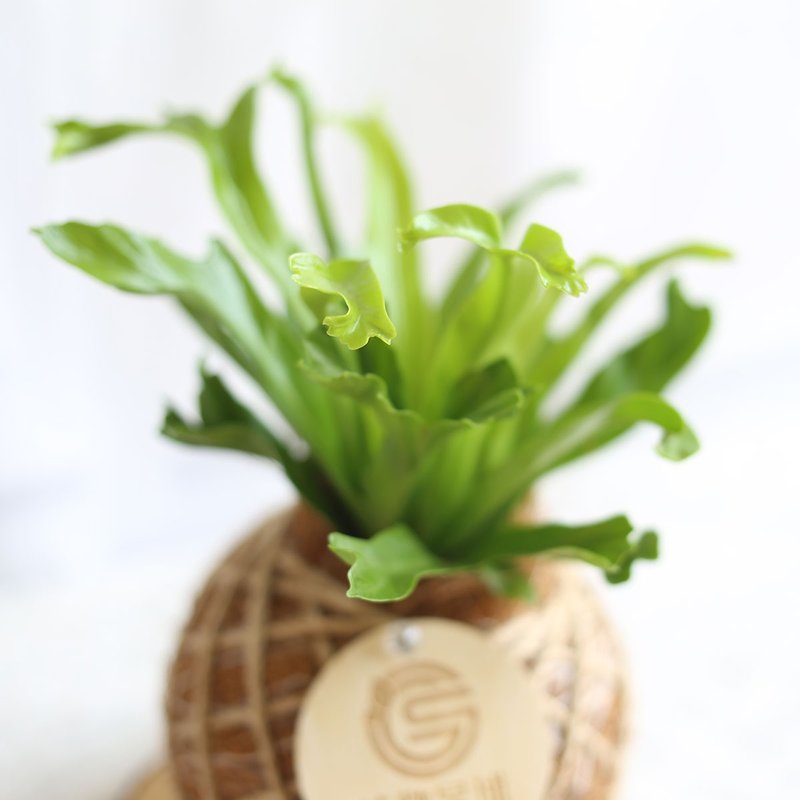 自然系植栽/PD115*鹿角山苏/小苔球/年节花礼/开幕花礼 - 植栽/盆栽 - 植物．花 