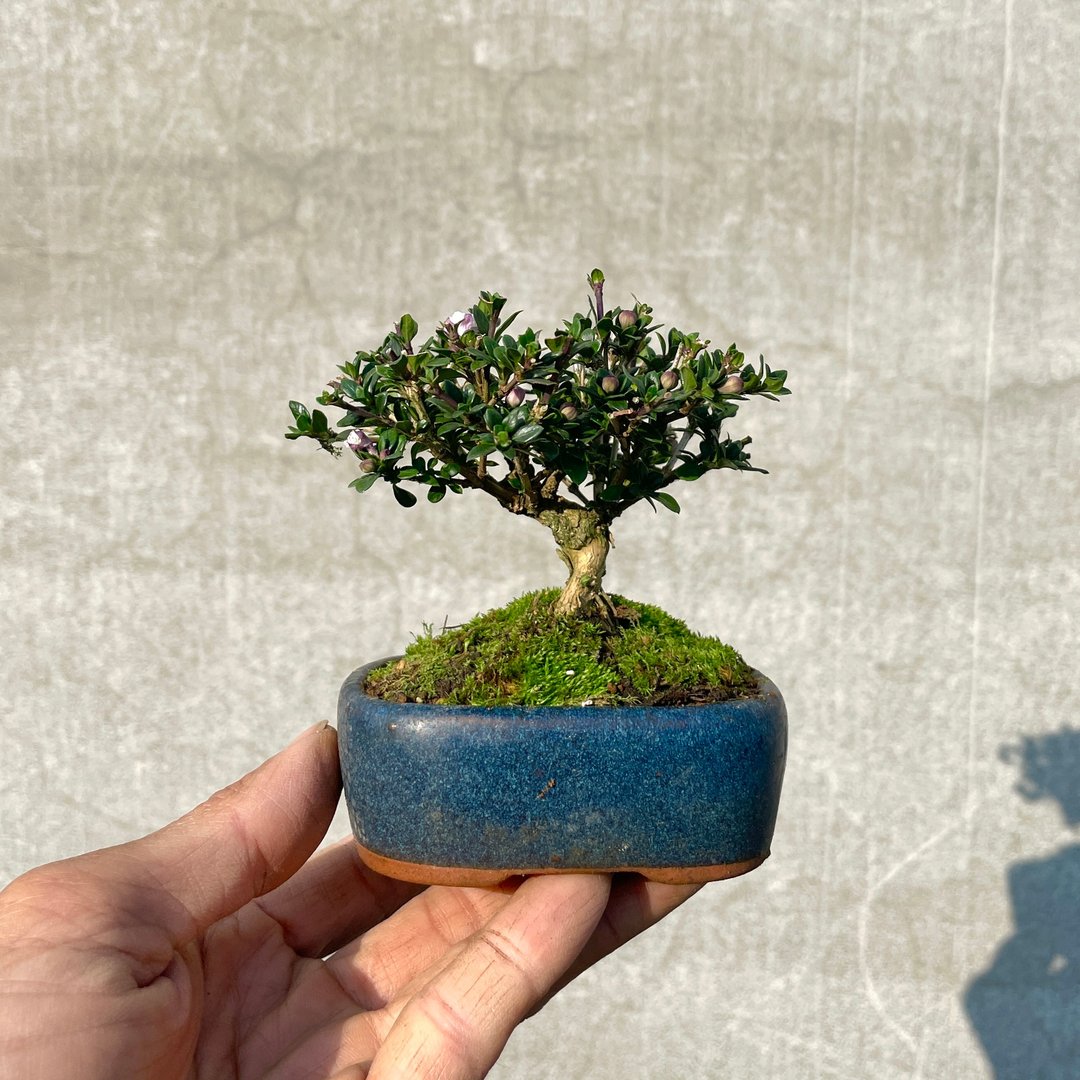 小品盆栽-玫瑰香丁木 盆景 - 植栽/盆栽 - 植物．花 