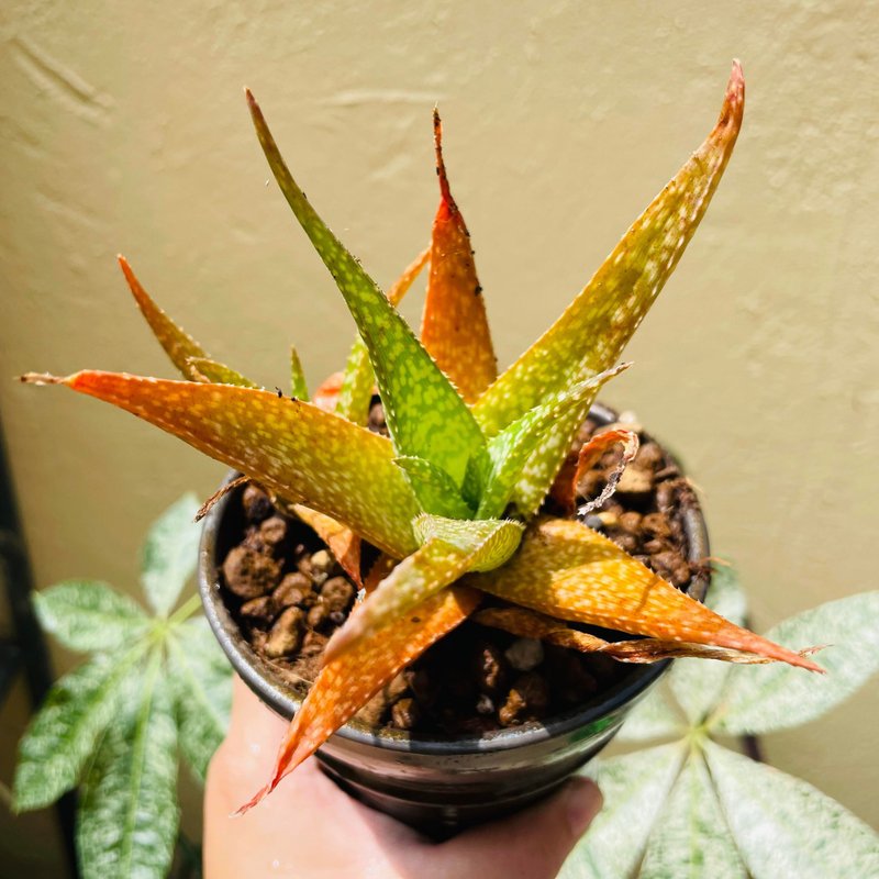 多肉植物•脱盆美型芦荟•Aloe•绿手指新手 - 植栽/盆栽 - 植物．花 绿色