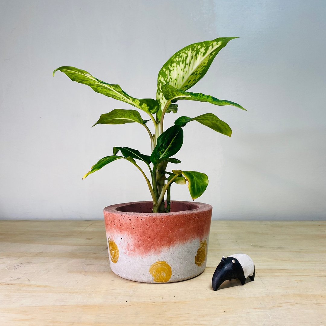 限量单品 手作厚实单品红色金点水泥盆 - 植栽/盆栽 - 水泥 多色