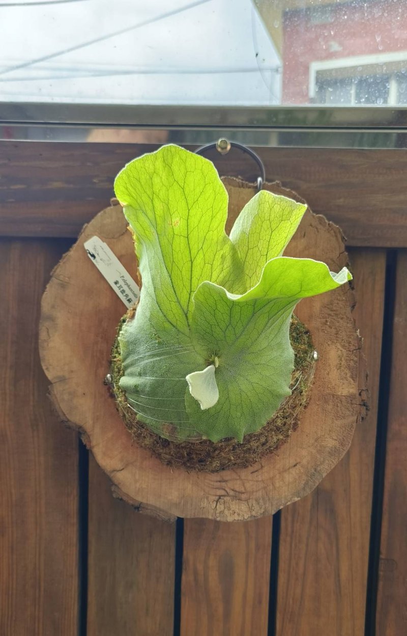 修枝果树上板鹿角蕨 象耳 P.elephantotis 减碳生活 绿色循环 - 植栽/盆栽 - 植物．花 绿色