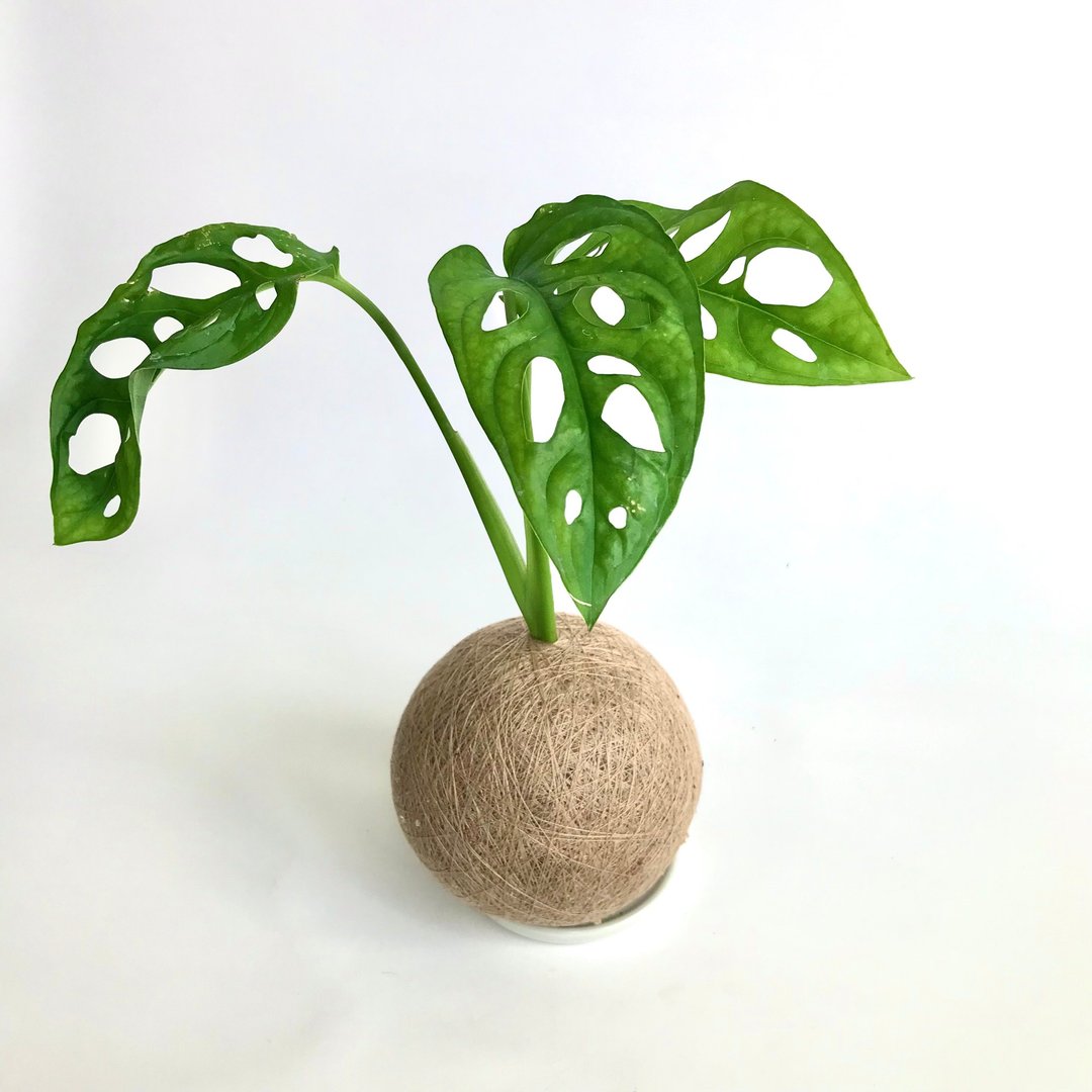 窗孔龟背芋 洞洞蔓绿绒 手作植栽苔球 - 植栽/盆栽 - 植物．花 