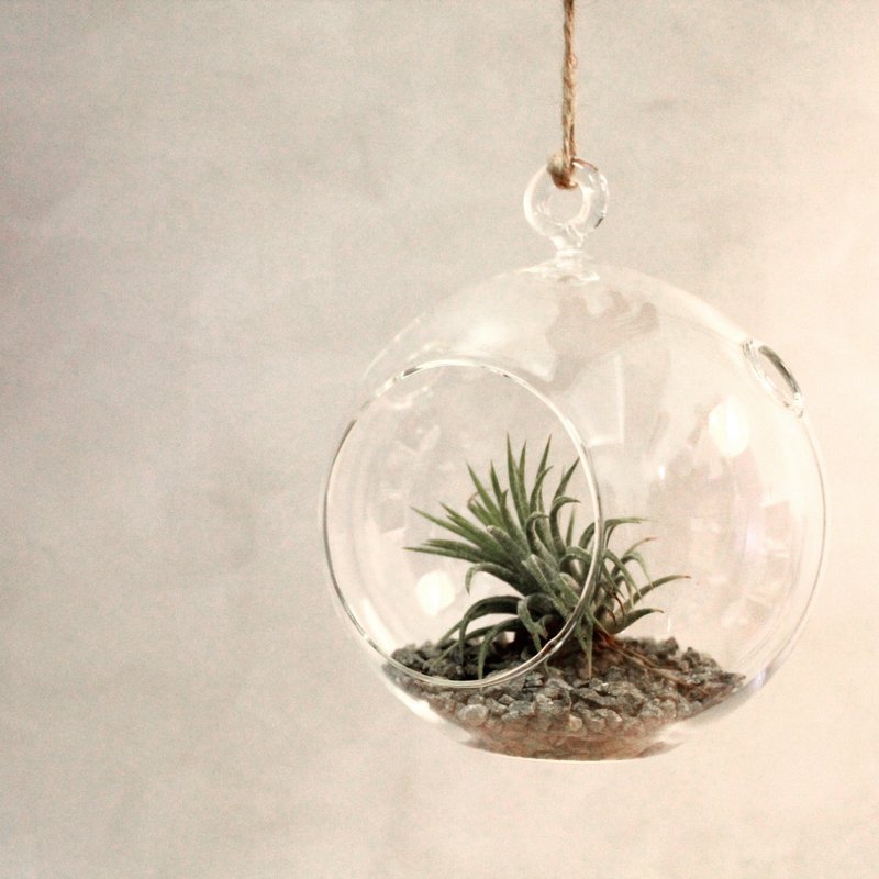 空气凤梨&玻璃花房(小) - 植栽/盆栽 - 玻璃 绿色