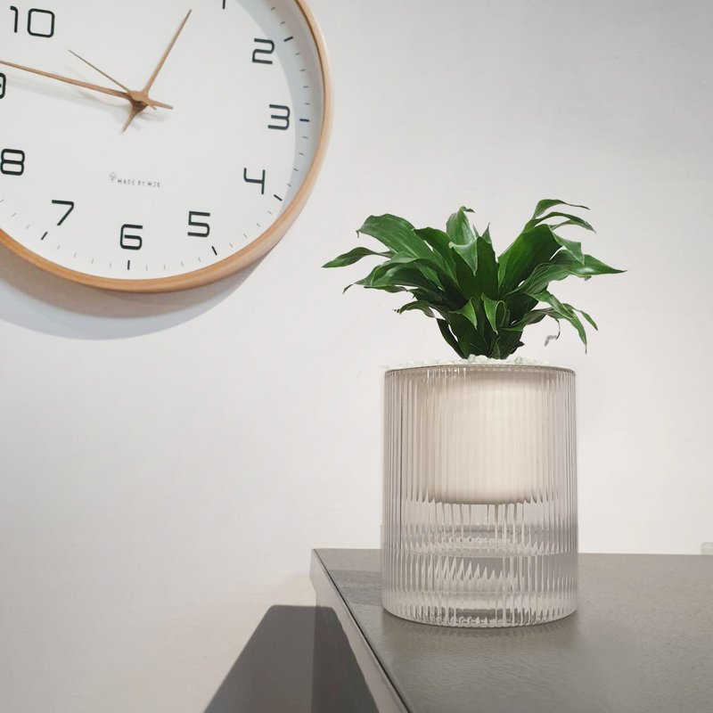 植栽 室内盆栽 阿波罗 懒人盆栽 - 植栽/盆栽 - 塑料 绿色