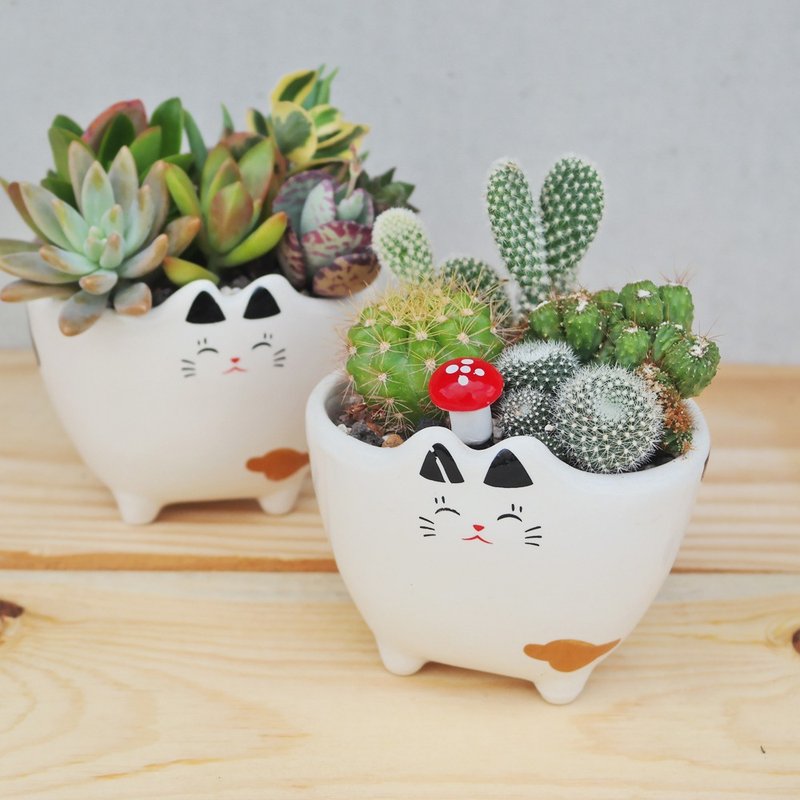 豆豆多肉植物与小杂货-猫咪植栽组合 - 植栽/盆栽 - 植物．花 