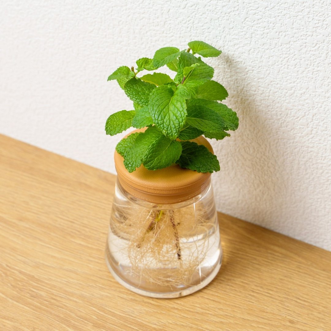 薄荷 三角水耕盆栽 室内植物 观叶植物 礼物 水培 - 植栽/盆栽 - 植物．花 透明