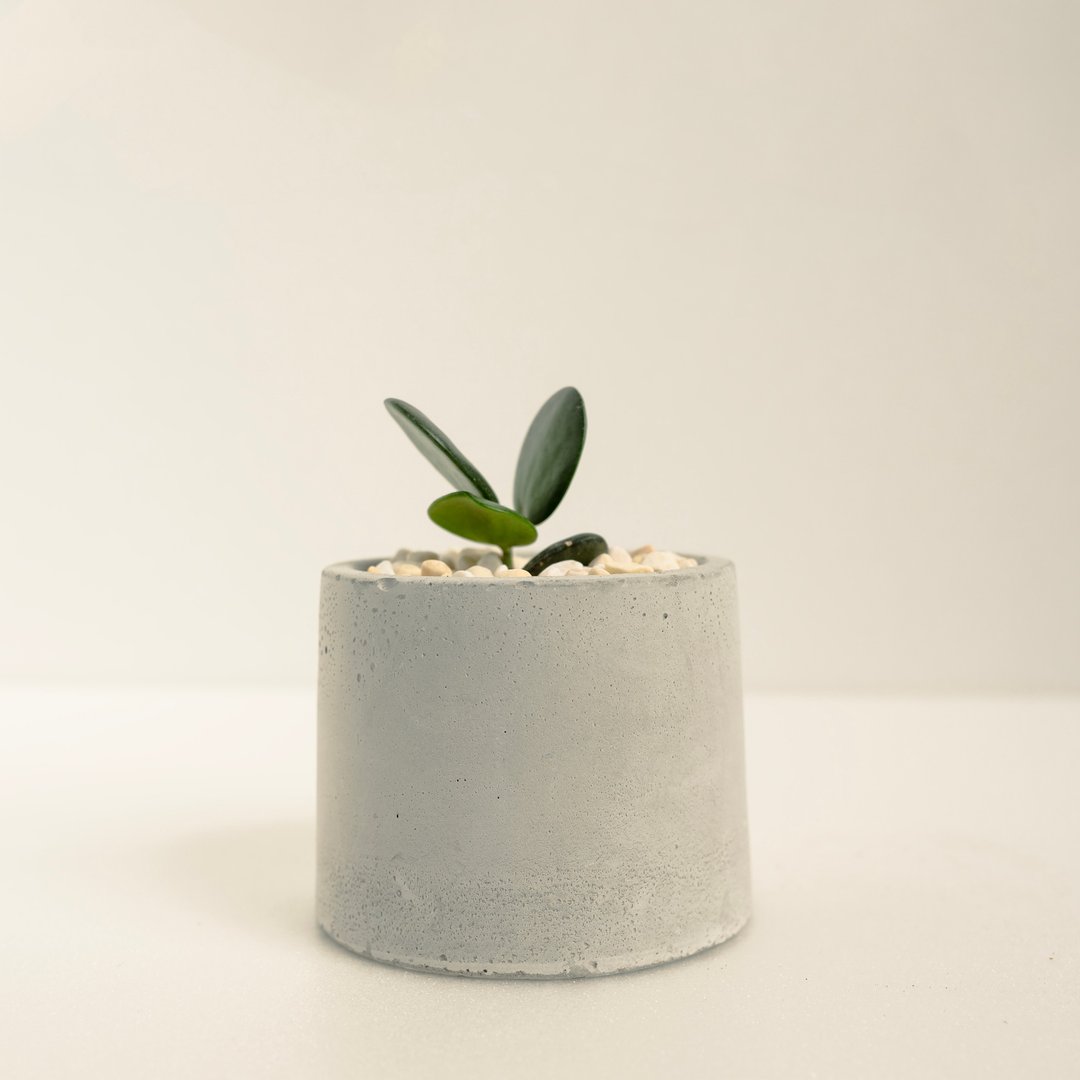 碧雷鼓│泥作系列│福所栽 - 植栽/盆栽 - 水泥 绿色