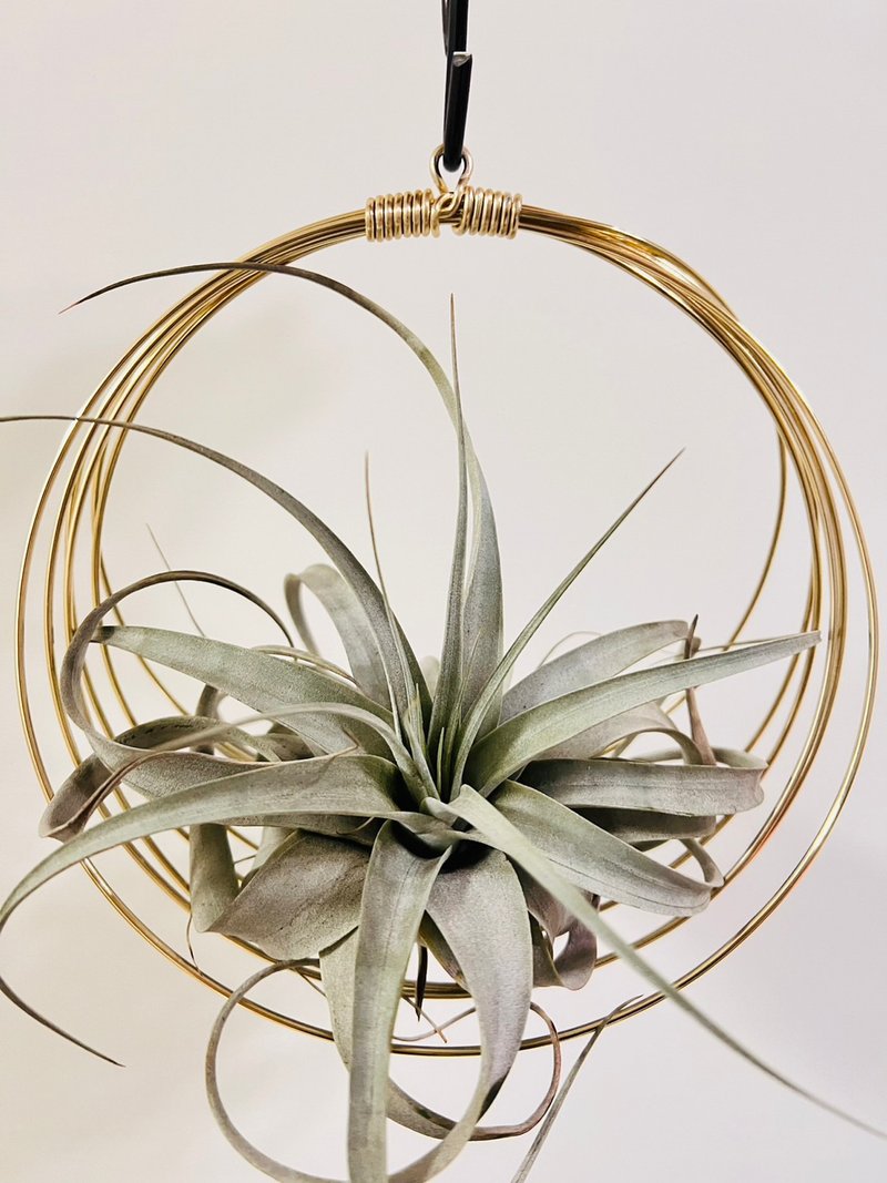 大型空凤专用吊架 空间布置 交换 毕业礼物 - 植栽/盆栽 - 其他金属 咖啡色