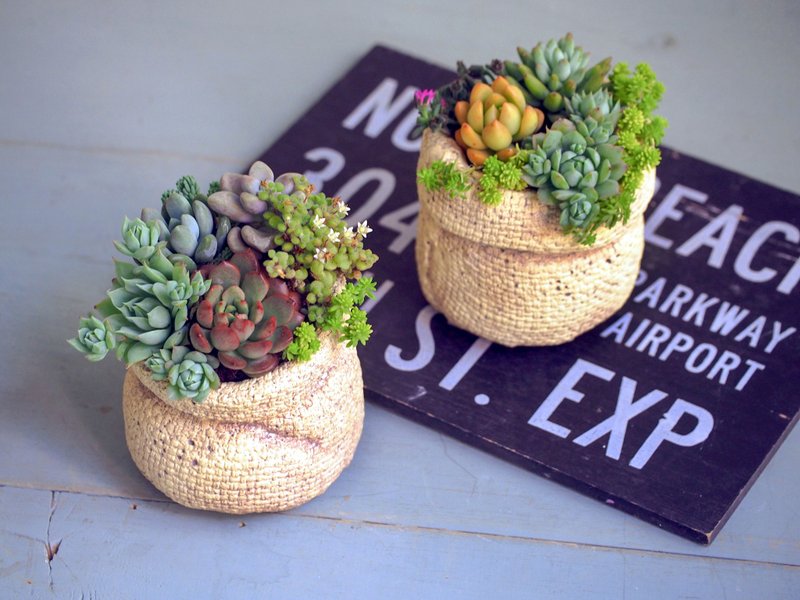 疗愈系列  | 袋来幸福的多肉植物盆栽 - 植栽/盆栽 - 水泥 