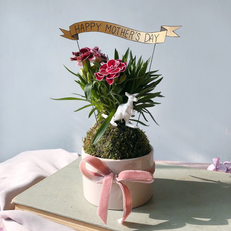 母亲节 康乃馨苔球植栽 - 植栽/盆栽 - 植物．花 粉红色