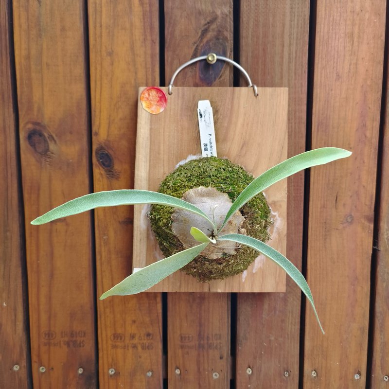 上板鹿角蕨 澳银 P. veitchii wild 收藏级植栽 - 植栽/盆栽 - 植物．花 绿色