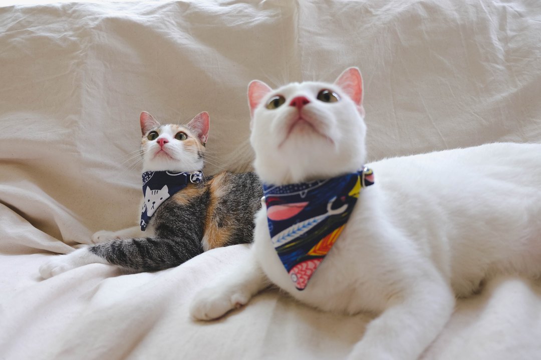A-NI collar for cats and dogs triangular flag version - 项圈/牵绳 - 其他材质 蓝色