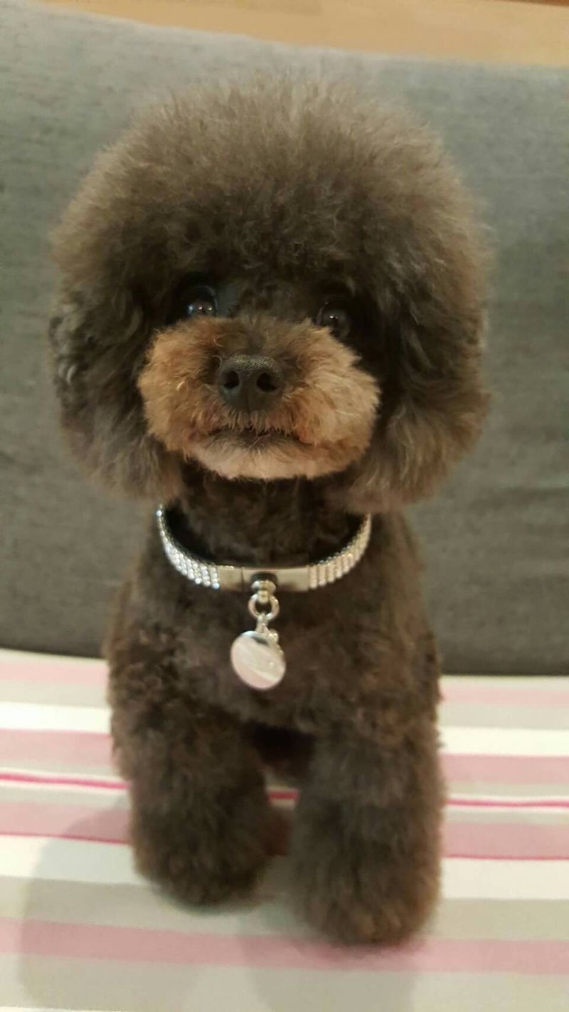 【皮绳】L号 满钻 Swarovski 4排 皮革真皮项圈 ((送刻字)) - 项圈/牵绳 - 真皮 