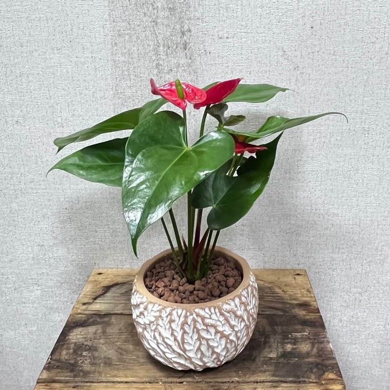 火鹤花 - 植栽/盆栽 - 水泥 