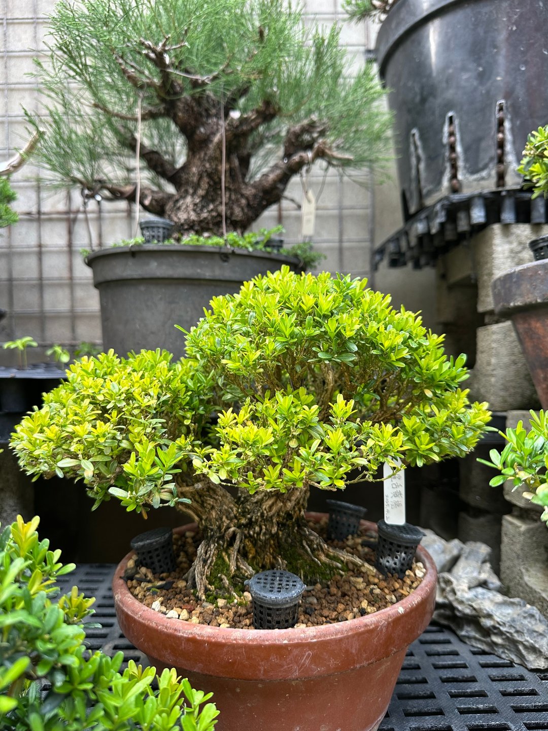 乔迁入厝送礼首选・小品盆栽・雀舌黄杨 - 植栽/盆栽 - 植物．花 
