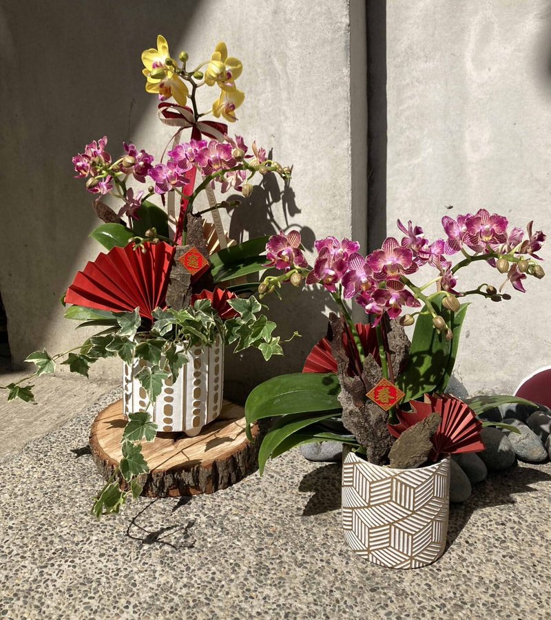 【鲤花】春节鲤花计划! 蝴蝶兰盆栽/过年/年节花礼/返乡伴手礼 - 植栽 - 植物．花 红色