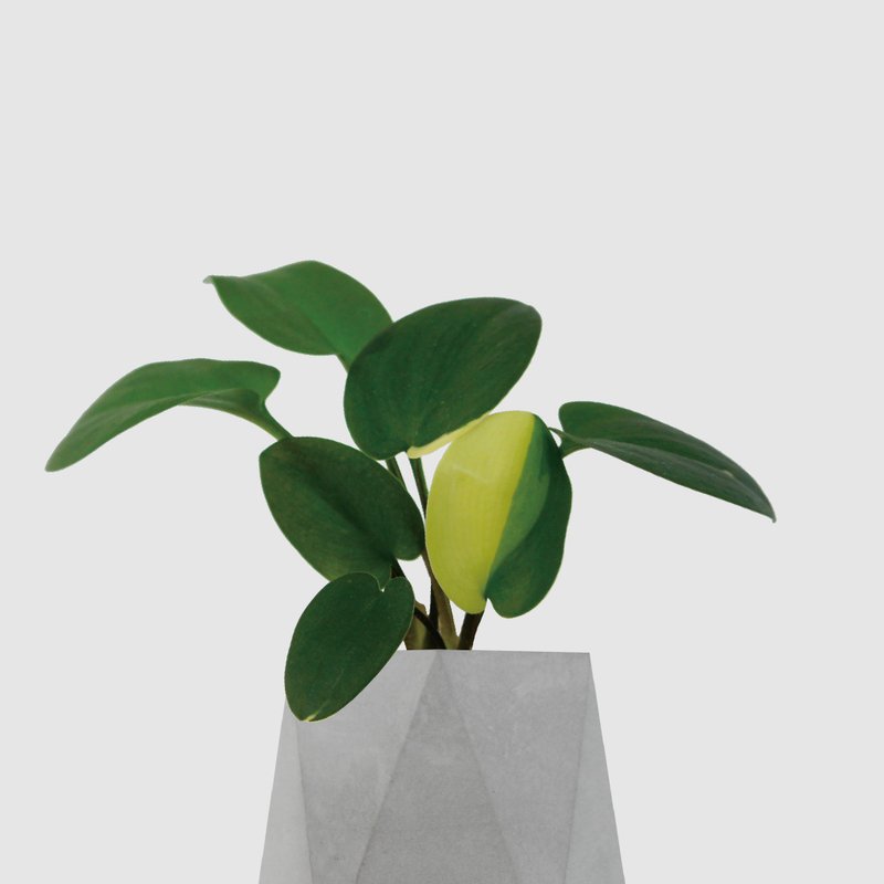 │ 水泥系列 │ 斑叶油点百合 - 观叶 清水模 水耕盆栽 自动喝水 - 植栽/盆栽 - 植物．花 灰色