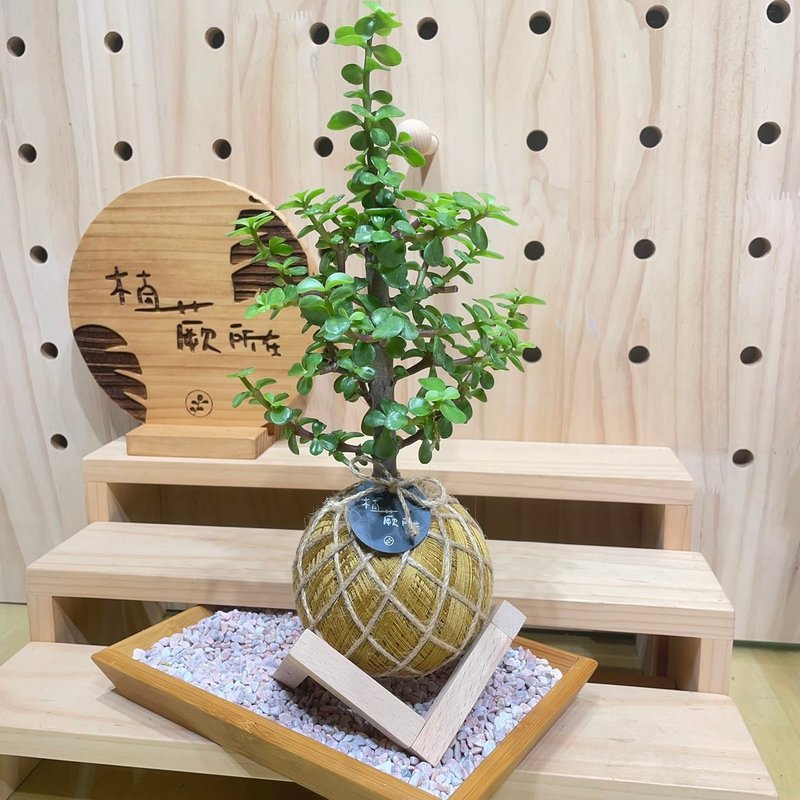 【植蕨所在】银杏木 水苔球 室内植物 观赏植物 开店送礼 新手植 - 植栽/盆栽 - 植物．花 