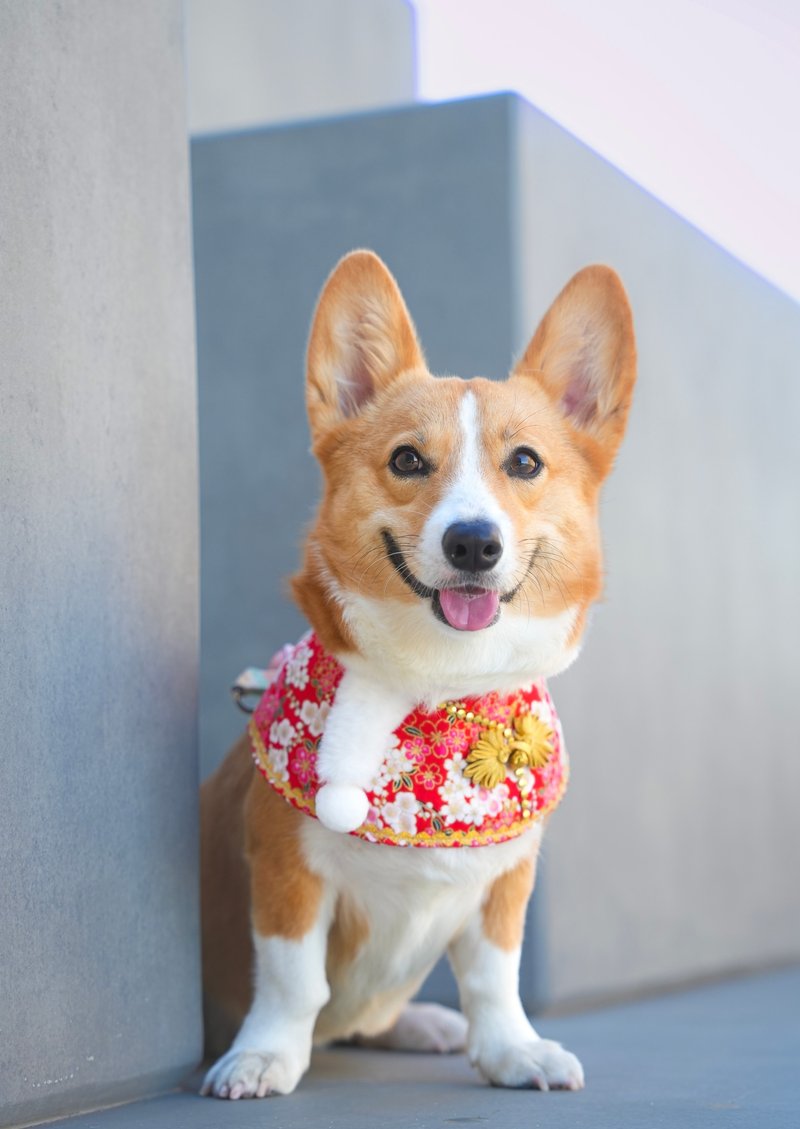 IPET 新年贵妃披肩-红色 - 衣/帽 - 其他人造纤维 红色