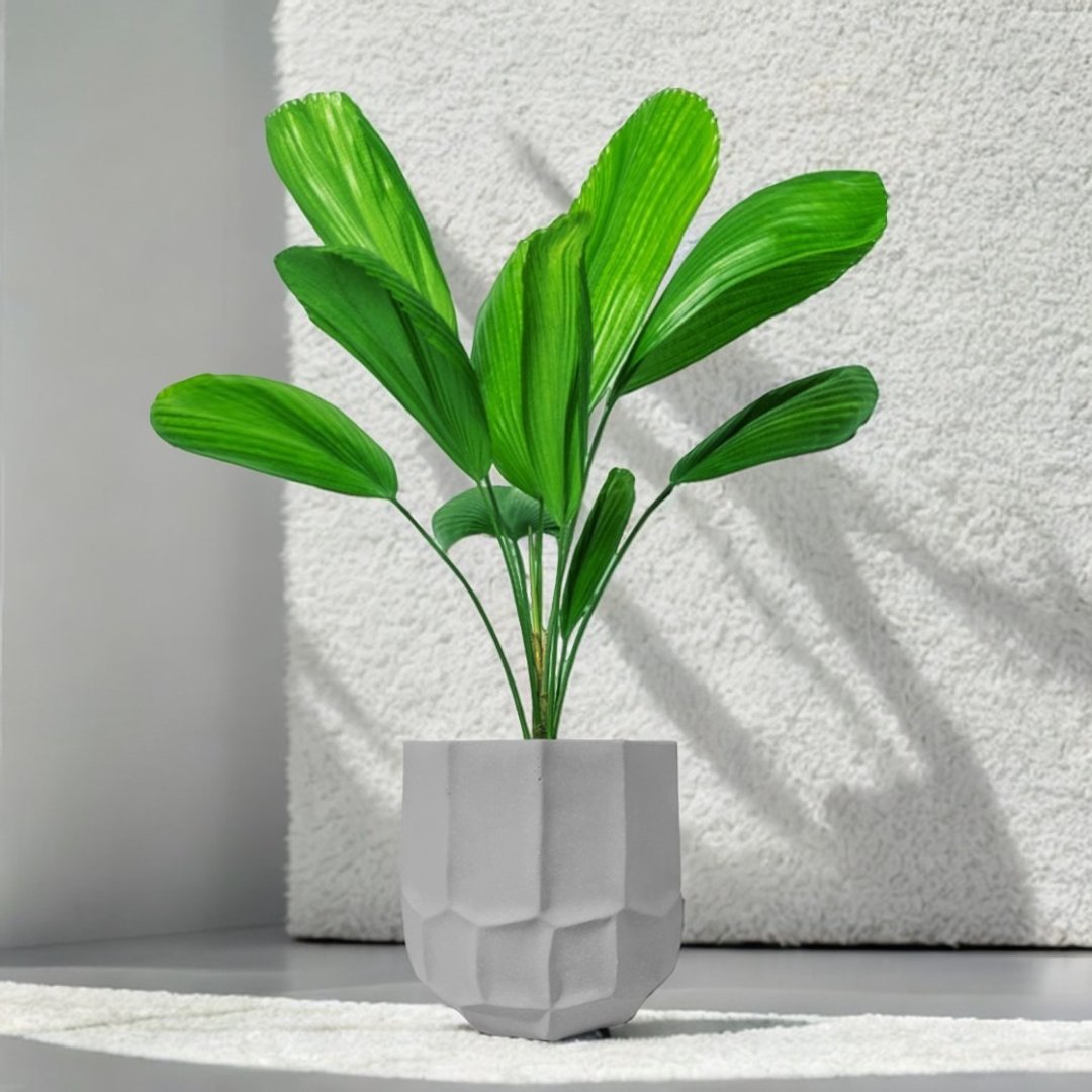 圆扇蒲葵 云岩水泥盆栽 落地盆栽 大盆栽 开幕送礼 乔迁礼物 植栽 - 植栽/盆栽 - 植物．花 