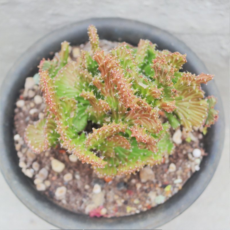 【豆豆多肉】【狗奴子缀化】乔迁│送礼│升迁│多肉植物 - 植栽/盆栽 - 植物．花 