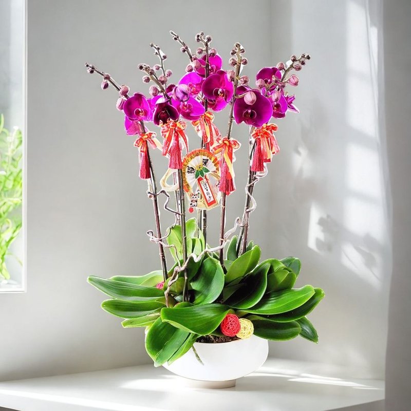 大辣椒蝴蝶兰8棵 GF00242 - 植栽/盆栽 - 植物．花 