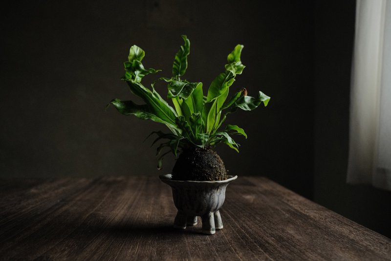灰池・遗迹骸・生物4・花盆 - 植栽/盆栽 - 陶 灰色