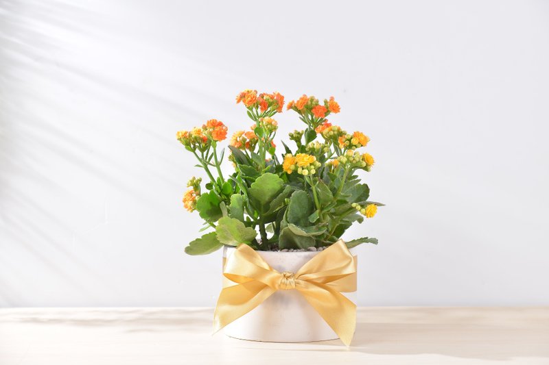 长寿花盆栽 – 大气单盆组 - 植栽/盆栽 - 植物．花 黄色