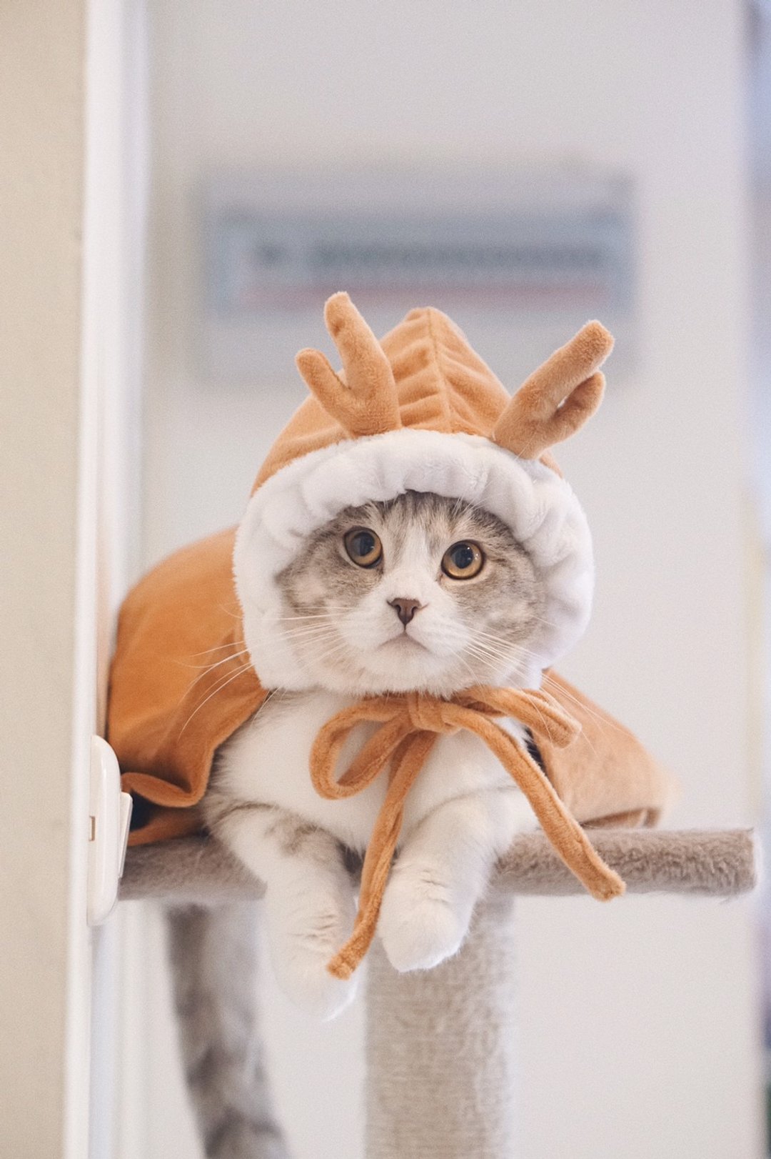 little deer costume - 衣/帽 - 其他材质 