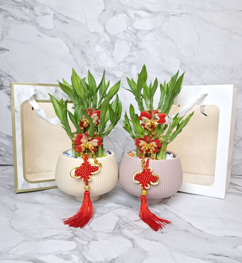 莫兰迪质感奶油盆礼款 开运竹 开幕送礼 入厝贺礼 荣升礼品 水耕 - 植栽/盆栽 - 瓷 粉红色