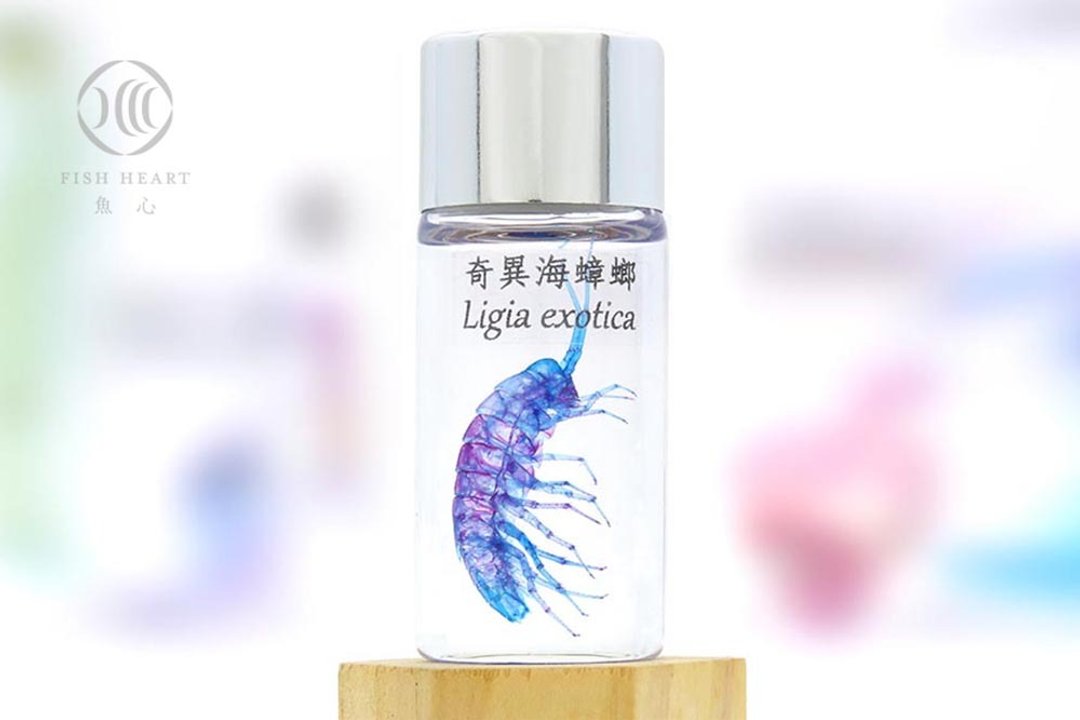 透明生物标本 - 奇异海蟑螂 Ligia exotica - 摆饰 - 玻璃 