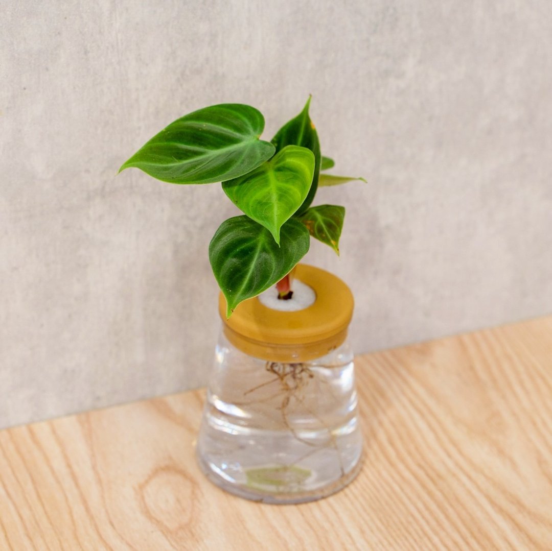 巧克力蔓绿绒 三角水耕盆栽 室内植物 观叶植物 礼物 水培 - 植栽/盆栽 - 植物．花 透明