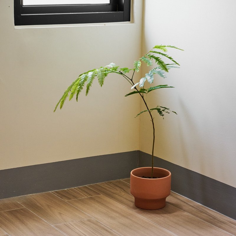小豆树 | 观叶植物 - 植栽/盆栽 - 植物．花 绿色