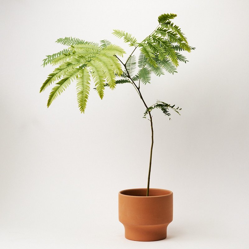 小豆树 | 观叶植物 室内植栽 - 植栽/盆栽 - 植物．花 绿色