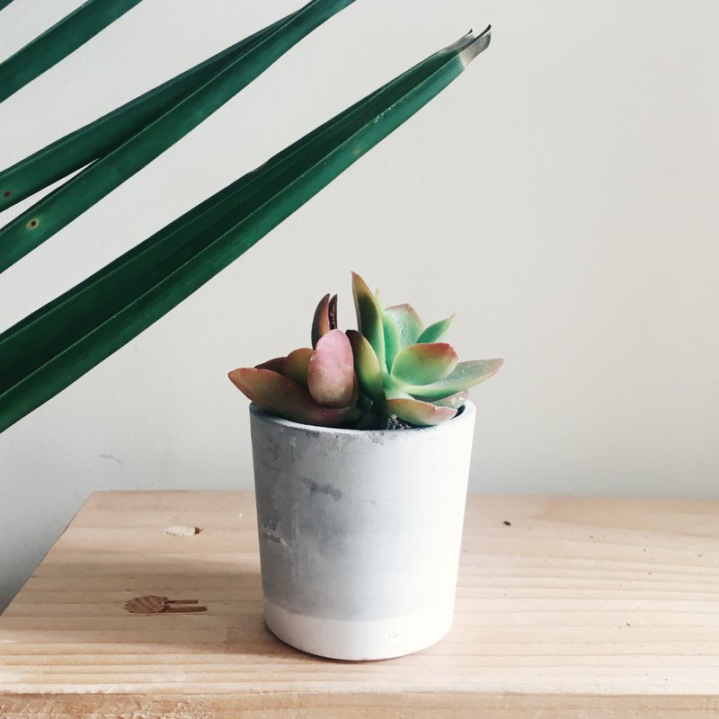 多肉水泥盘栽 (火祭) - 植栽/盆栽 - 水泥 灰色