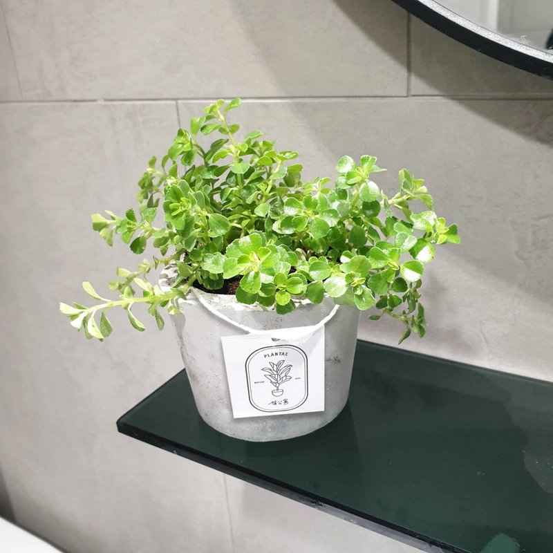 婴儿的眼泪 室内盆栽 净化空气 - 植栽/盆栽 - 水泥 灰色