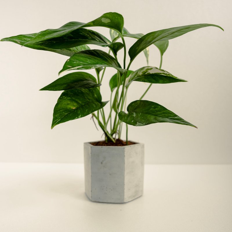 斑叶拎树藤│泥作系列│福所栽 - 植栽/盆栽 - 水泥 多色