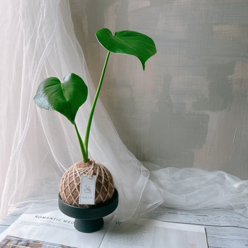 小苔球 龟背芋 植栽 室内植物 - 植栽/盆栽 - 植物．花 
