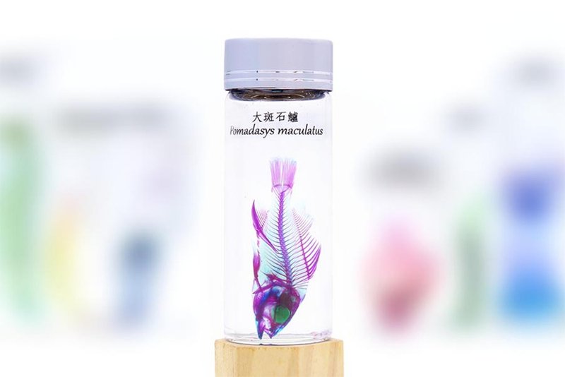 透明生物标本 - 大斑石鲈 Pomadasys maculatus - 摆饰 - 玻璃 