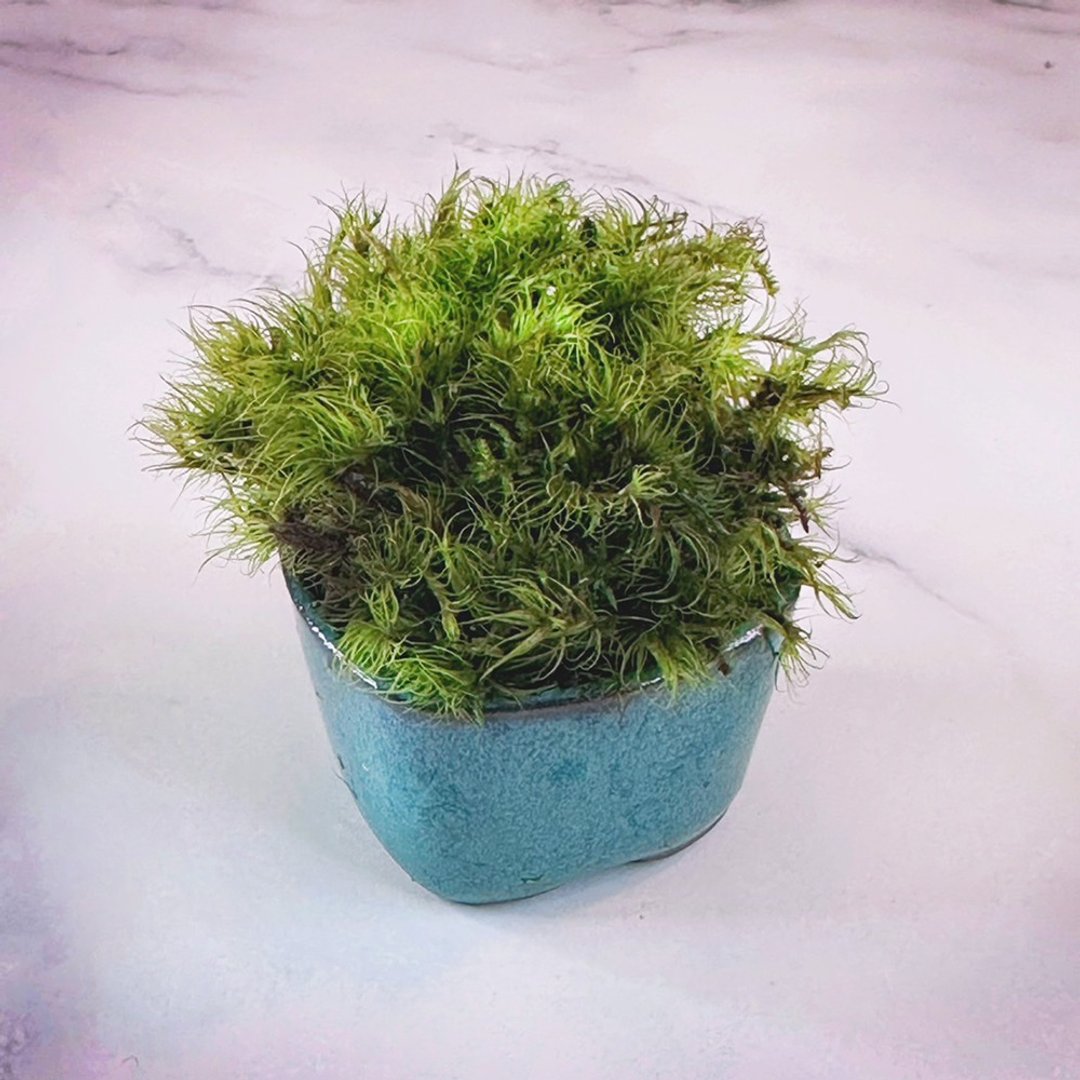 苔藓拇指盆/大热泽苔/刺叶桧苔/拟木毛/珠藓/青绿膜蕨 /孔雀苔 - 植栽/盆栽 - 植物．花 